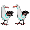Seagull Seagulls