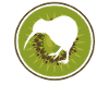 Kiwi bird
