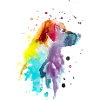 Australian Shepherd