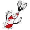 Koi carp Japan