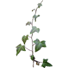 Real Ivy