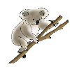 Koala bear