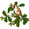 Vogel