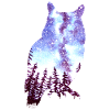 Owl Starry Sky Forest