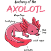 Axolotl anatomy