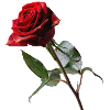 Rose red