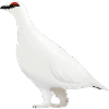 Ptarmigan