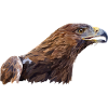 Golden Eagle