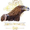 Golden Eagle
