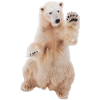 Eisbär