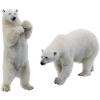 Eisbär
