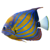 fish tropical