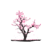 Japanese cherry blossom