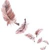 Sieben rosa Flamingofedern