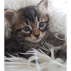 Petit chaton