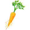 Carrot - Vegetable - Vegan