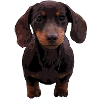 Short-haired dachshund