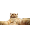 Selfie chat