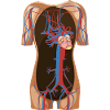 Blood circulation - Anatomy human body