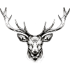 Proud deer