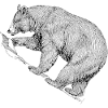 grizzly