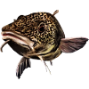 Harald The Torsk