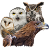 Royal Eagle and Owls