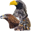 Greifvögel