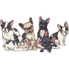 French bulldog