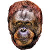 orang outan 2