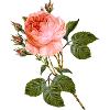 Blume
