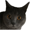 cat close up