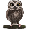 Eagle owl