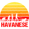 Havaneser Sonnenaufgang Gassi Evolution Lustig
