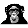 Chimpanzee - monkey