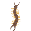 centipede