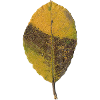 Feuille