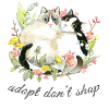 Protection des animaux Chats