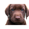 Labrador