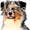 Australian shepherd
