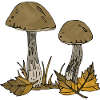 Mushrooms