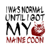Maine coon cat