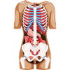 Location Organs - Anatomy Human Body