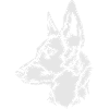 Malinois , Belgian Shepherd Holland Herder