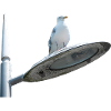 Seagull On A Lamp Post