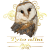 Bell owl