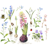 Spring flowers