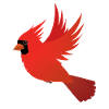 Flying red cardinal