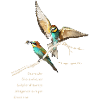 Bee-eater dark