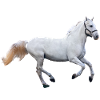 Pferd - Schimmel